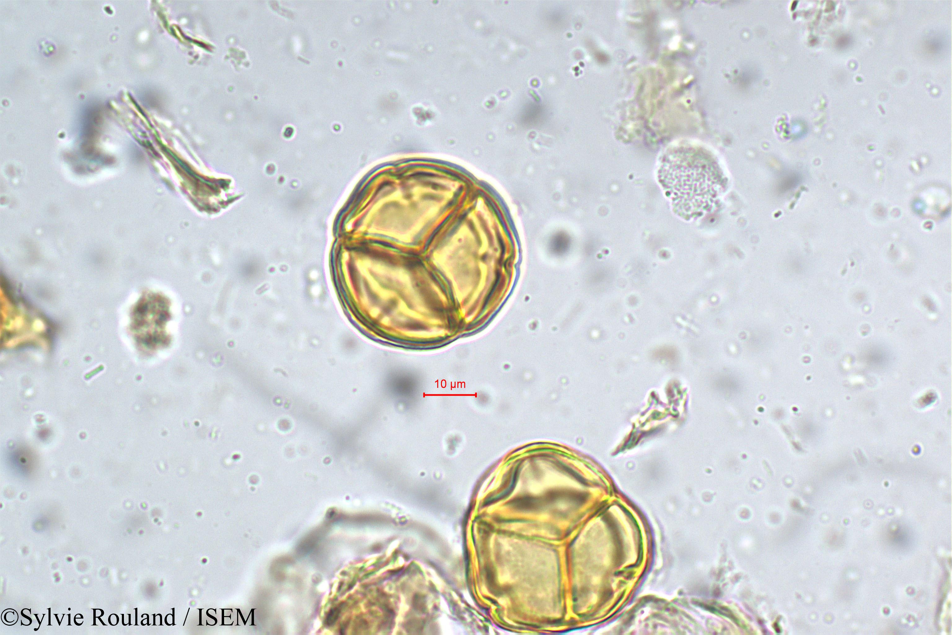 Sylvie.Rouland/Lyonia_ovalifolia_5286/Lyonia_ovalifolia_5286_0002(copy).jpg