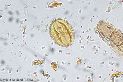 Sylvie.Rouland/Lysimachia_deltoidea_5542/Lysimachia_deltoidea_5542_0001(copy)_thumb.jpg