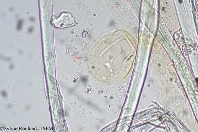 Lythrum maritimum - lame n° 5440