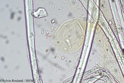 Lythrum maritimum - lame n° 5440