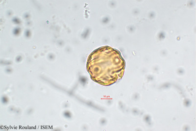 Lythrum maritimum - lame n° 5860