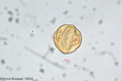 Lythrum maritimum - lame n° 5860