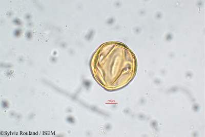 Lythrum maritimum - lame n° 5860