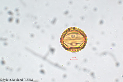 Lythrum maritimum - lame n° 5860