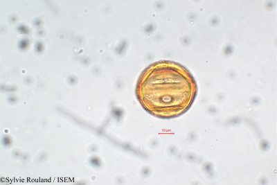 Lythrum maritimum - lame n° 5860