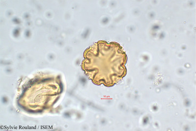 Lythrum maritimum - lame n° 5861