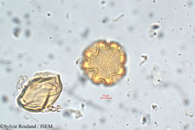 Lythrum maritimum - lame n° 5861