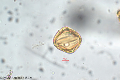 Lythrum maritimum - lame n° 5861