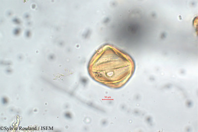 Lythrum maritimum - lame n° 5861