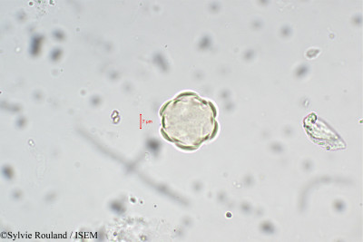 Lythrum salicaria - lame n° 5442