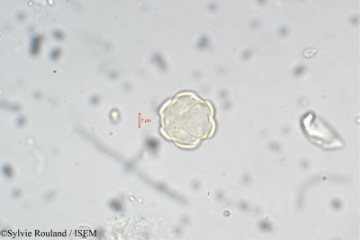 Lythrum salicaria - lame n° 5442