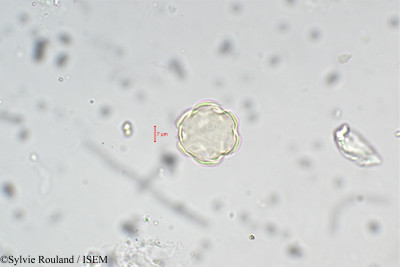 Lythrum salicaria - lame n° 5442