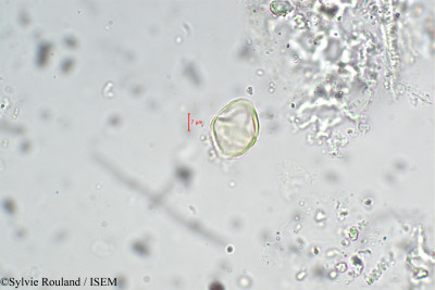 Lythrum salicaria - lame n° 5442