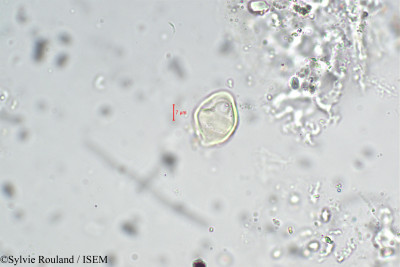 Lythrum salicaria - lame n° 5442