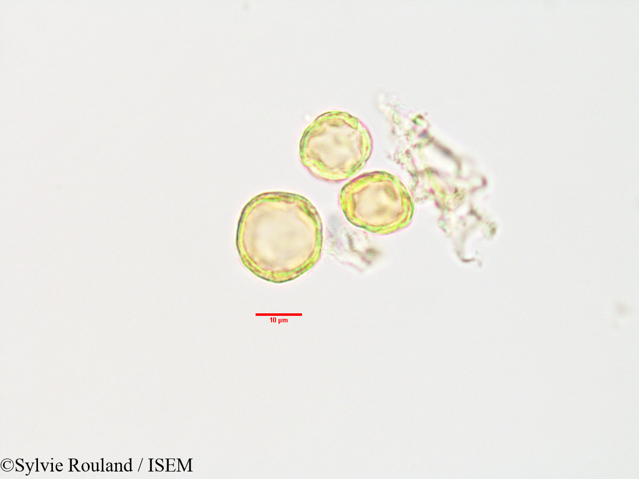 Sylvie.Rouland/Macaranga_boutonioides_42088/Macaranga_boutonioides_42088_0001(copy).jpg
