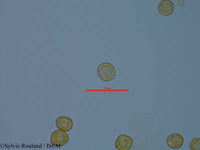 Sylvie.Rouland/Macaranga_echinocarpa_42086/Macaranga_echinocarpa_42086_0001(copy)_thumb.jpg