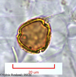 Sylvie.Rouland/Macphersonia_gracilis_1271/Macphersonia_gracilis_1271_0001(copy)_thumb.jpg