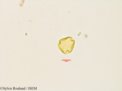 Sylvie.Rouland/Macphersonia_radlkoferi_3498/Macphersonia_radlkoferi_3498_0001(copy)_thumb.jpg