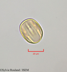 Sylvie.Rouland/Macroptilium_lathyroides_47271/Macroptilium_lathyroides_47271_0001(copy)_thumb.jpg