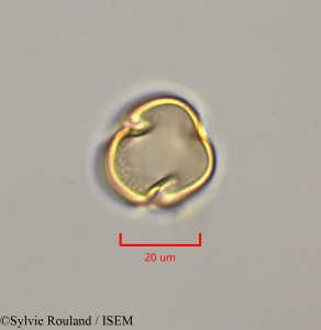 Macroptilium lathyroides - lame n° 47271