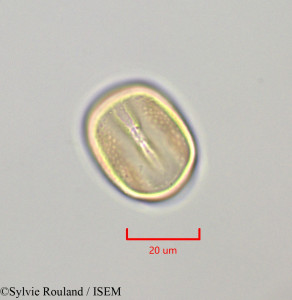 Macroptilium lathyroides - lame n° 47271