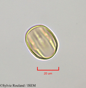 Macroptilium lathyroides - lame n° 47271