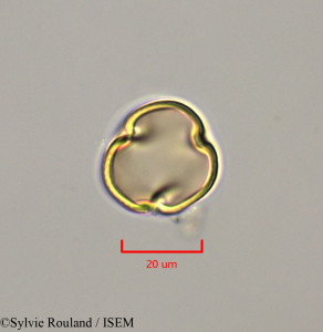 Macroptilium lathyroides - lame n° 47271