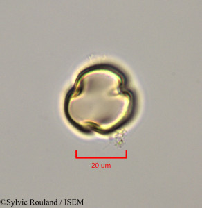 Macroptilium lathyroides - lame n° 47271