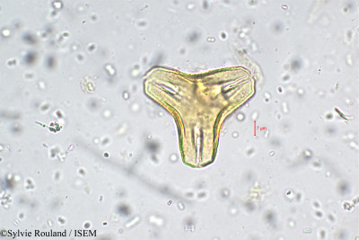Sylvie.Rouland/Macrosolen_parasiticus_5746/Macrosolen_parasiticus_5746_0001(copy)_thumb.jpg