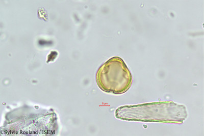Maerua crassifolia - lame n° 381