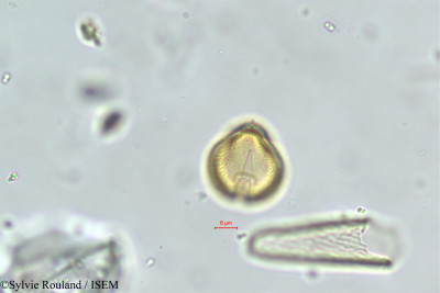 Maerua crassifolia - lame n° 381