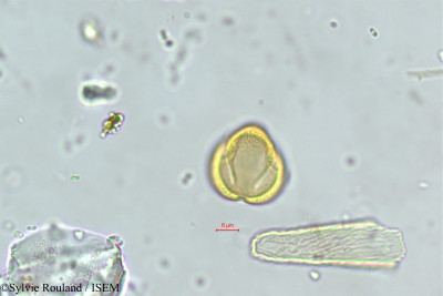 Maerua crassifolia - lame n° 381