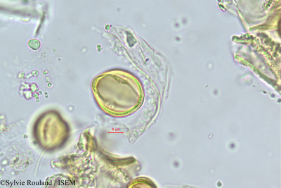 Maerua crassifolia - lame n° 381