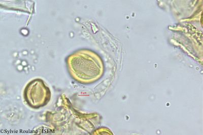 Maerua crassifolia - lame n° 381