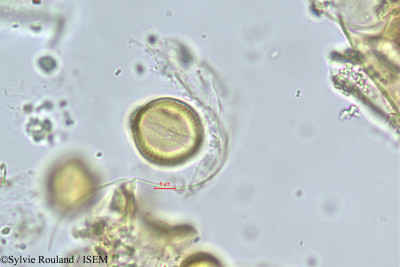 Maerua crassifolia - lame n° 381