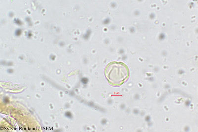 Sylvie.Rouland/Maesa_andamanica_5599/Maesa_andamanica_5599_0001(copy)_thumb.jpg