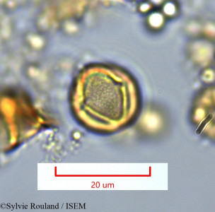 Maesa emirnensis - lame n° 1360