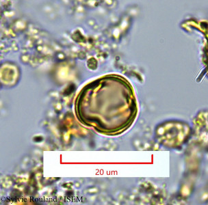 Maesa emirnensis - lame n° 1360