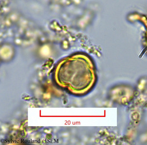 Maesa emirnensis - lame n° 1360