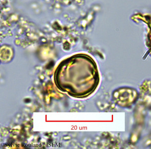 Maesa emirnensis - lame n° 1360