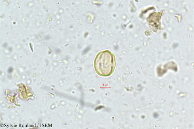 Sylvie.Rouland/Maesa_perrottetiana_4983/Maesa_perrottetiana_4983_0001(copy)_thumb.jpg