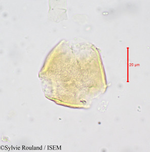 Sylvie.Rouland/Magnistipula_cuneatifolia_679/Magnistipula_cuneatifolia_679_0001(copy)_thumb.jpg