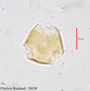 Magnistipula cuneatifolia - lame n° 679