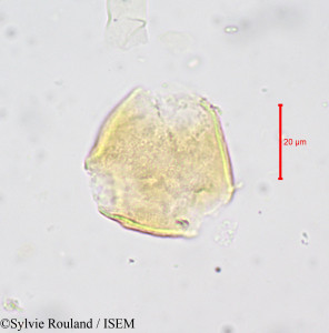Magnistipula cuneatifolia - lame n° 679