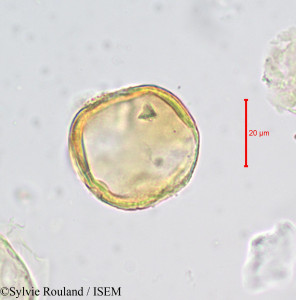 Magnistipula cuneatifolia - lame n° 679