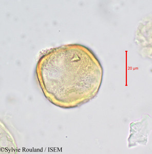 Magnistipula cuneatifolia - lame n° 679