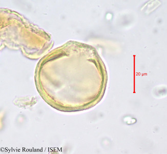Sylvie.Rouland/Magnistipula_fleuryana_678/Magnistipula_fleuryana_678_0001(copy)_thumb.jpg