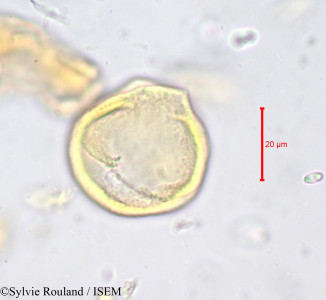 Magnistipula fleuryana - lame n° 678