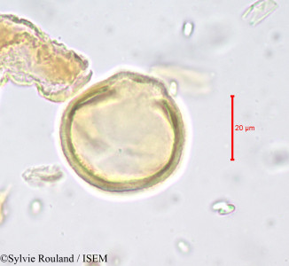 Magnistipula fleuryana - lame n° 678