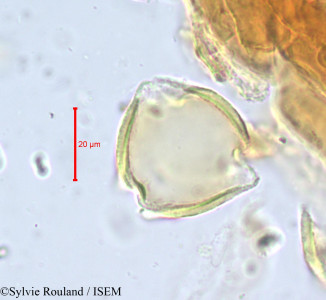 Magnistipula fleuryana - lame n° 678